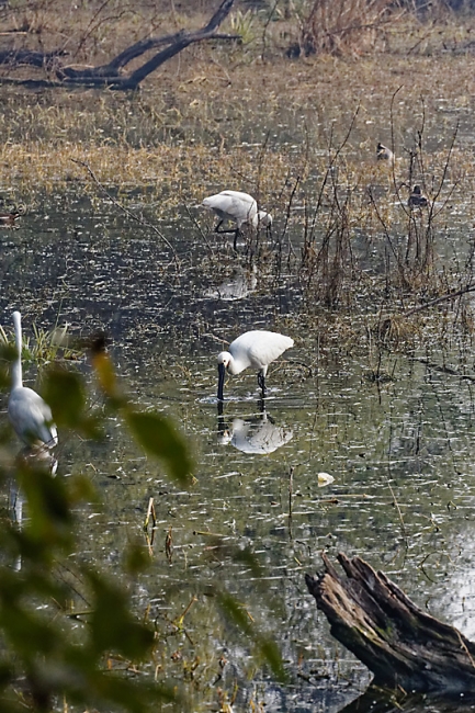 Keoladeo national park-065